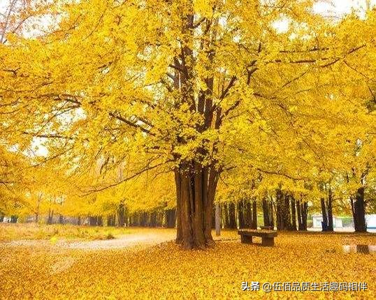 桂林哪里可以欣赏银杏？