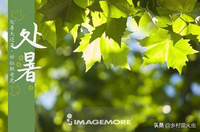 今天处暑