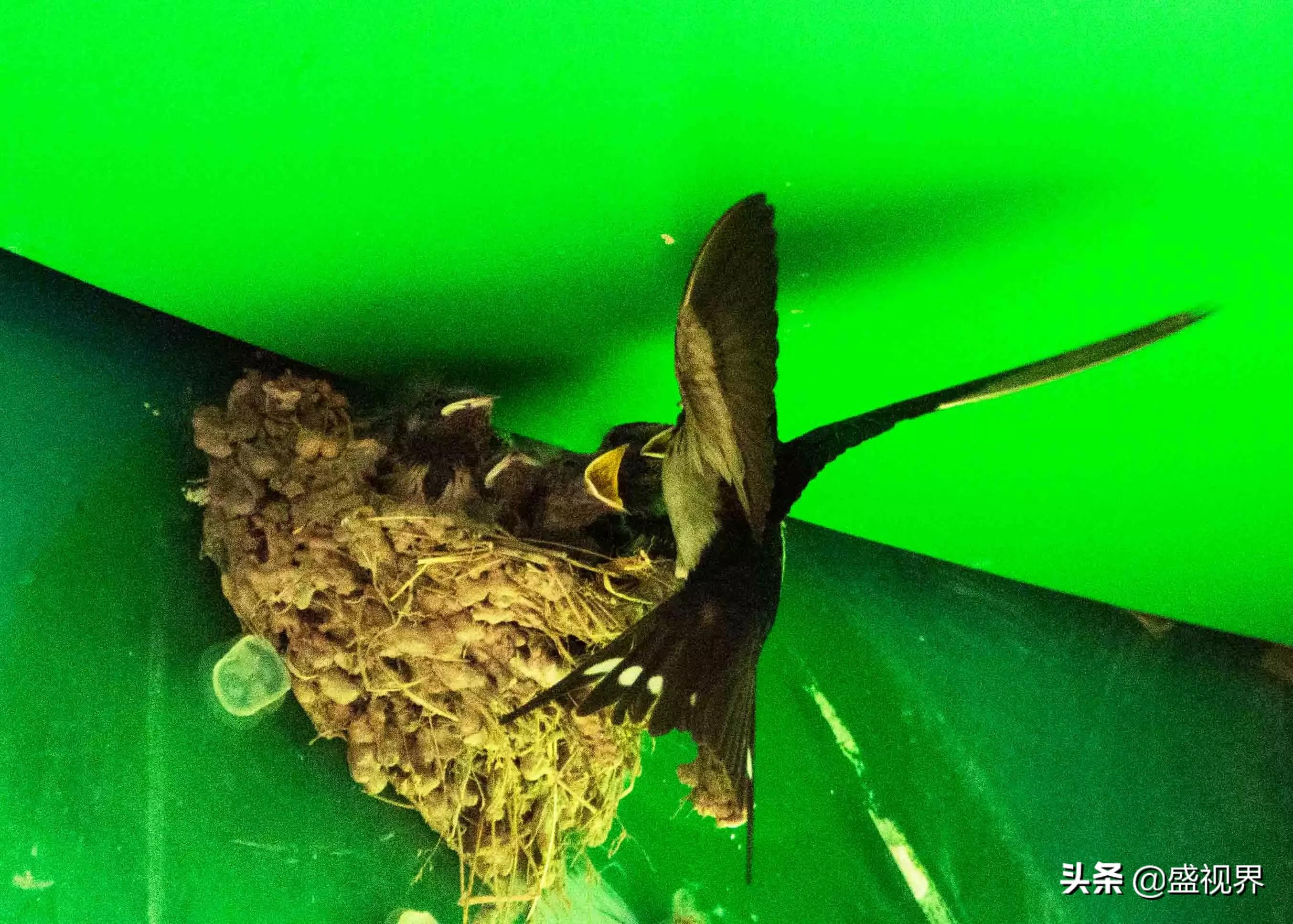 燕子的图片燕子的图片真实照片 燕子的图片燕子的图片真实照片