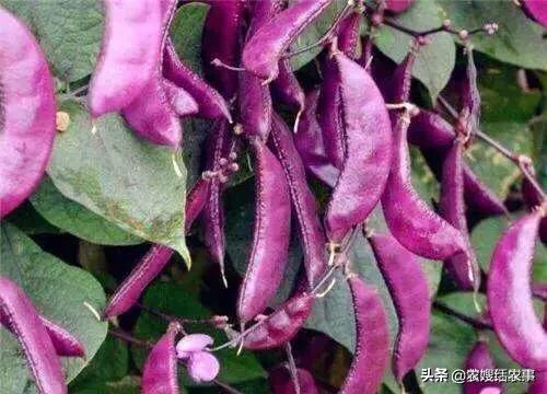 美妆好物豆贴

