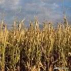 现在大连市种植什么菜