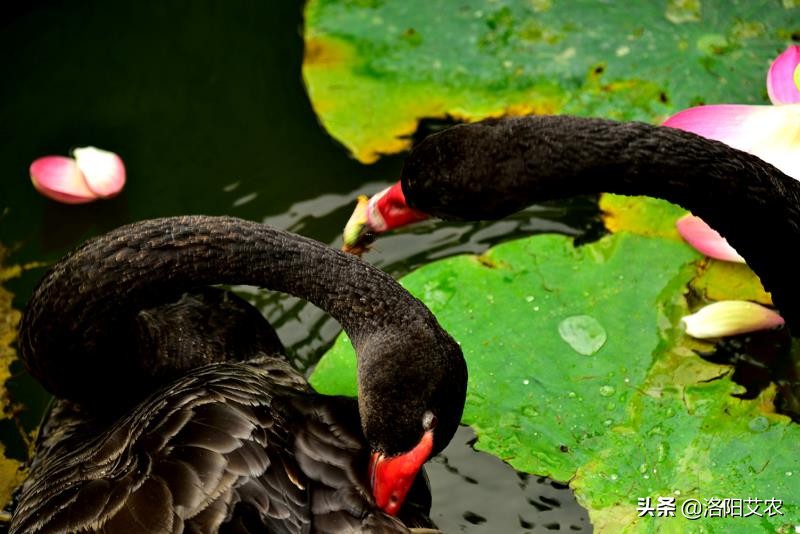 尼康d850(尼康d850深度评测?) 尼康d850(尼康d850深度评测?)