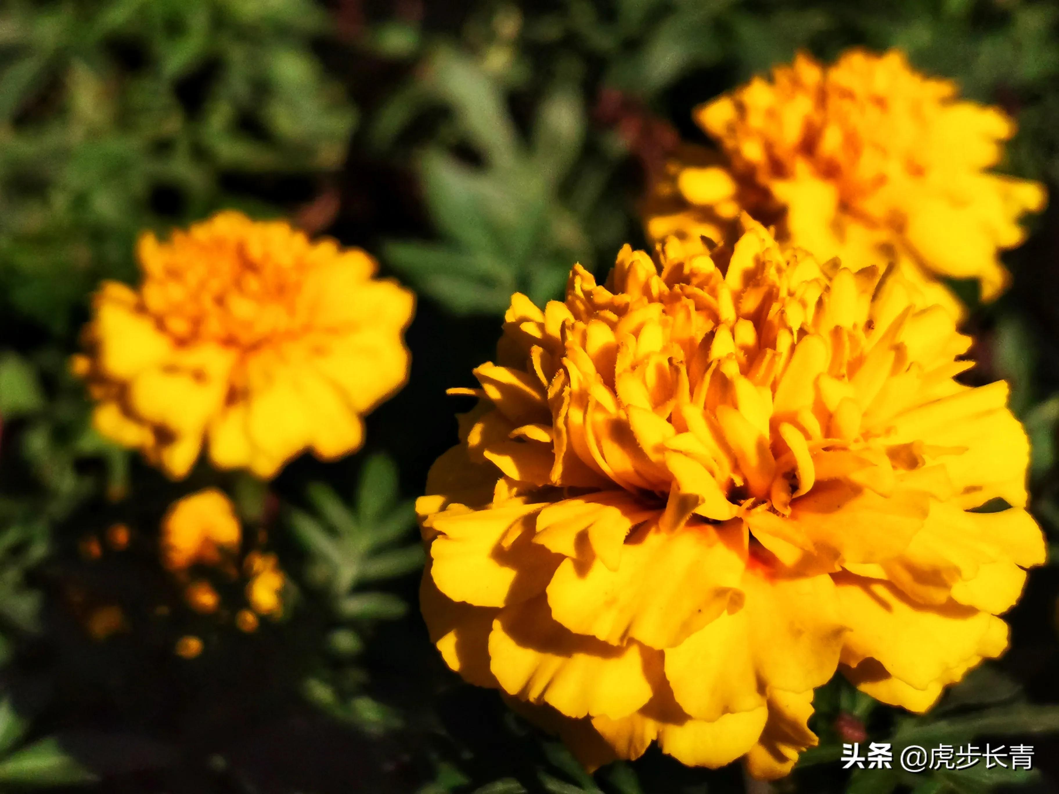 智能图像创作中心网站官网,请问大家写头条都在哪里找的图片呀?