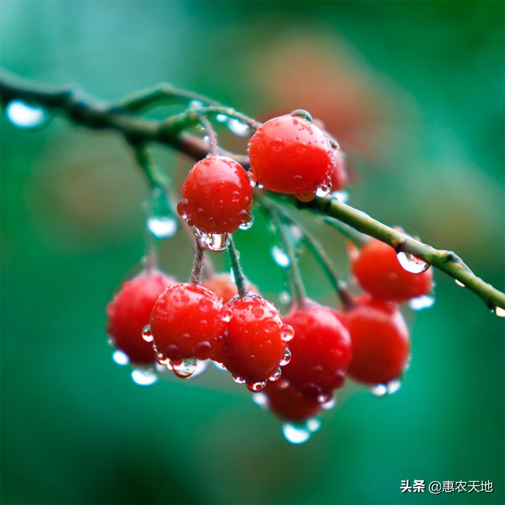 福建哪个茶园有樱花