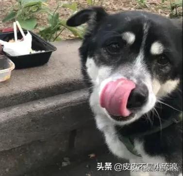 狗狗靠捡瓶存款过万（狗狗捡垃圾吃怎么办？）
