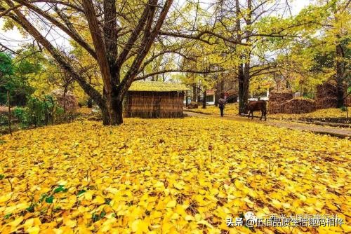 桂林哪里可以欣赏银杏？