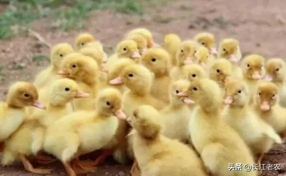 大家足大家是什么生肖 大家足大家是什么生肖