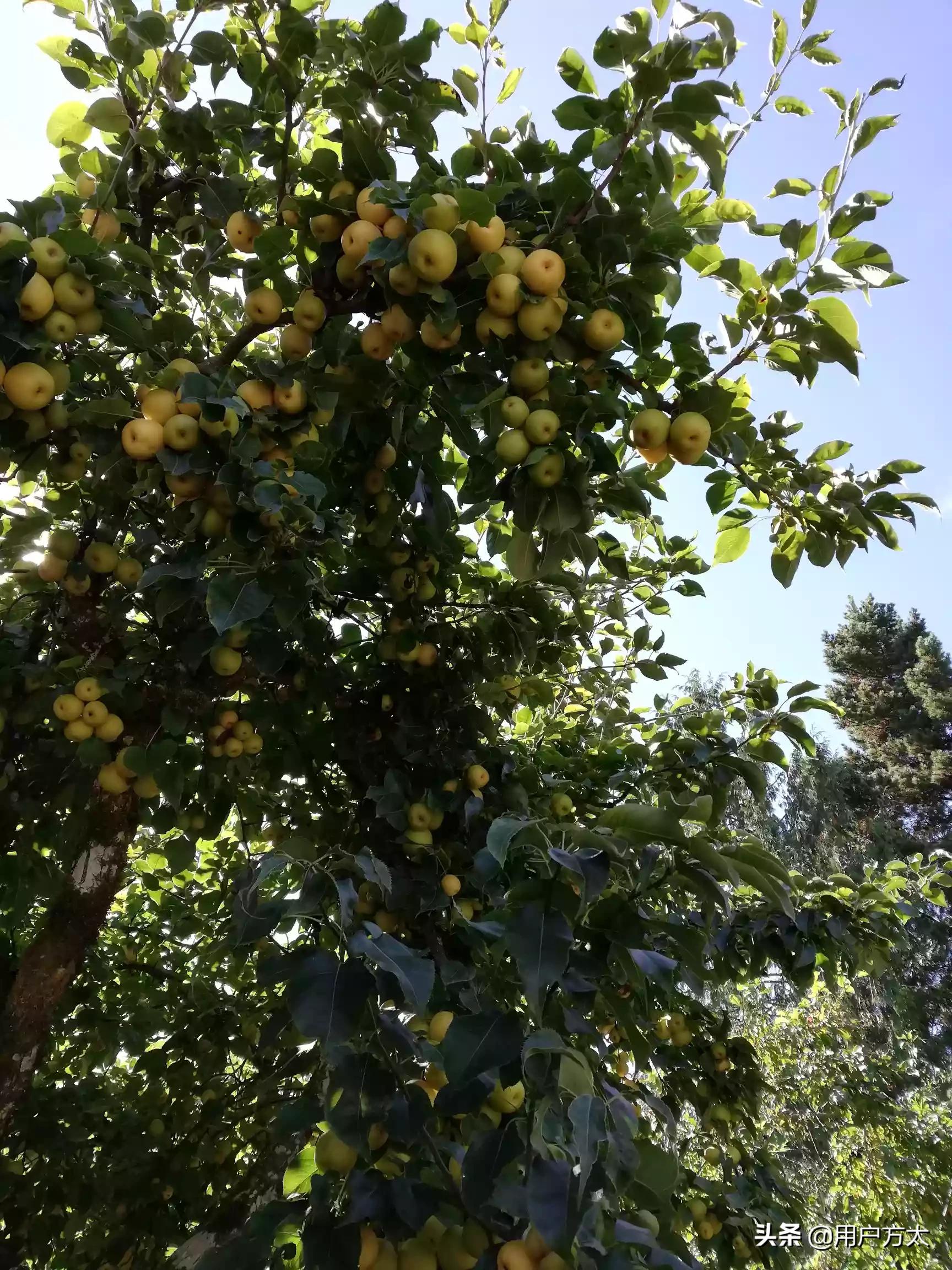 海外生活菜园图片大全，海外生活菜园图片大全大图