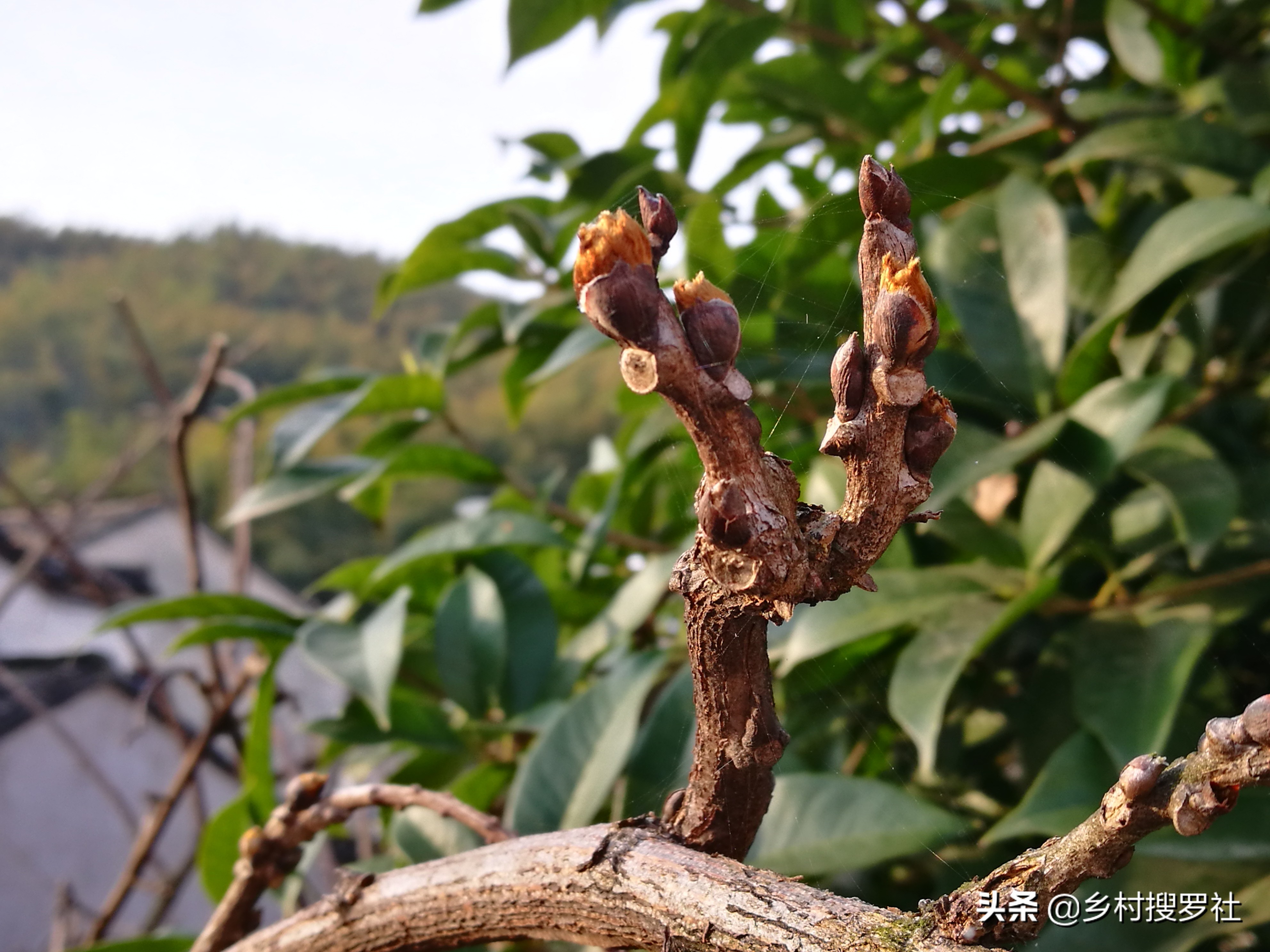 紫藤图片紫藤图片大全大图