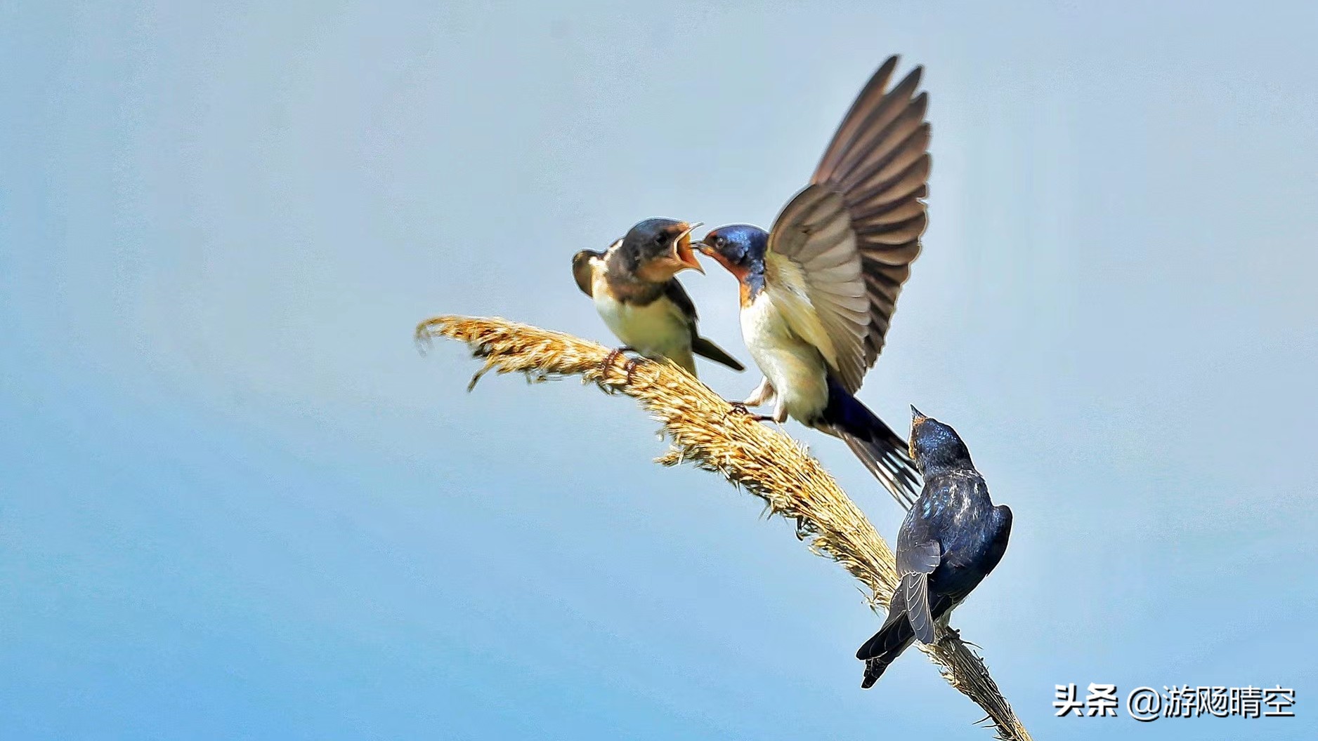 燕子的图片燕子的图片真实照片