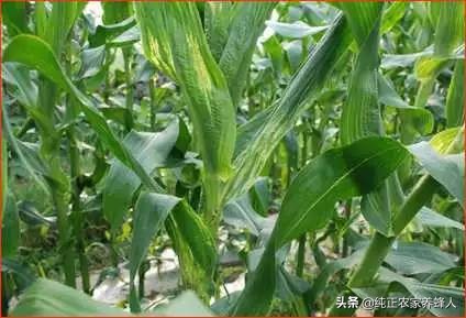 7月份河南收什么庄稼？