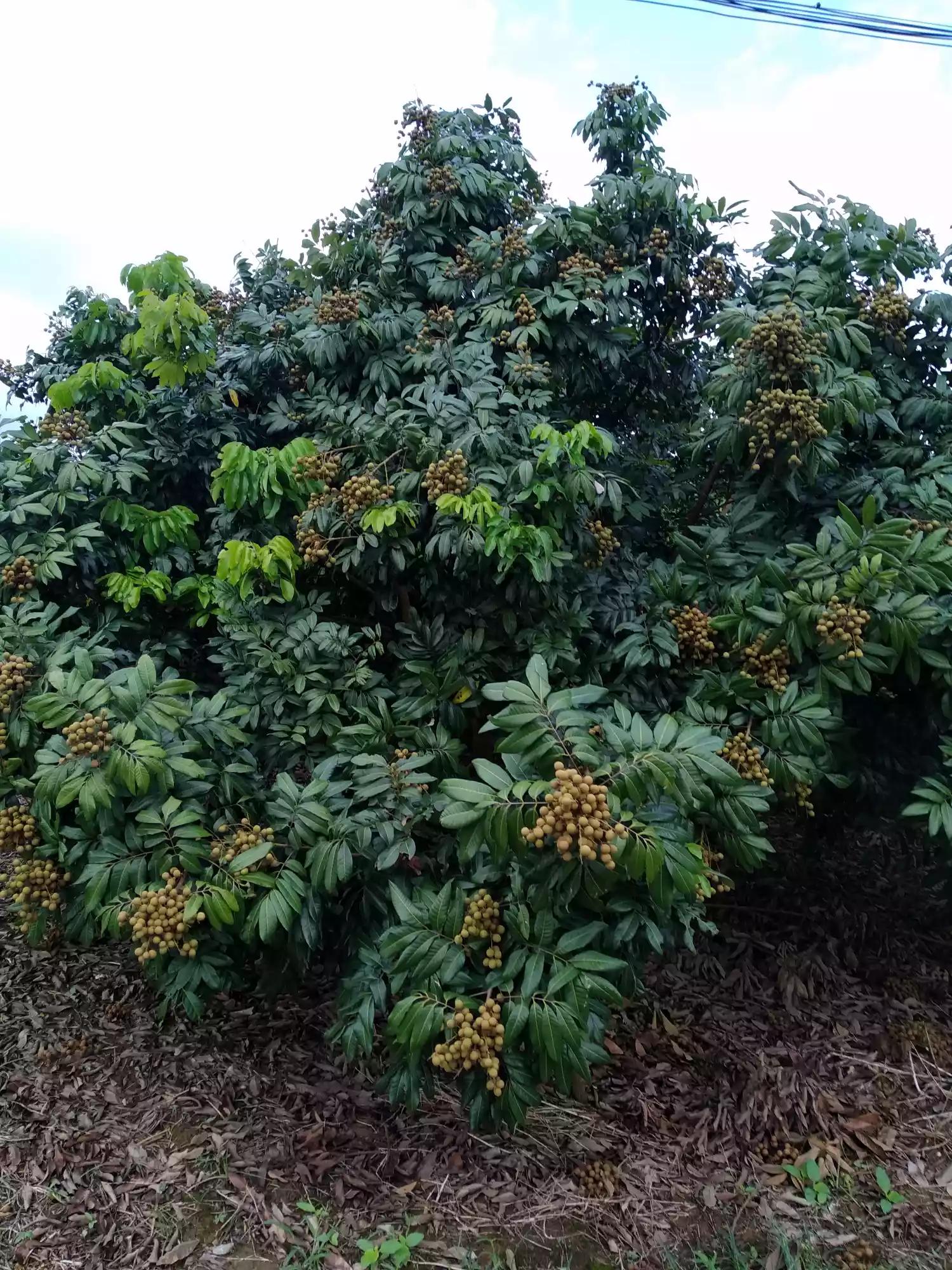 夏天的图片夏天的图片大自然风景 夏天的图片夏天的图片大自然风景