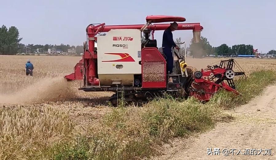河南老家冬小麦怎么样