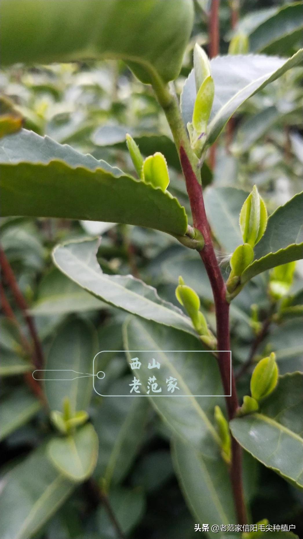 河南信阳各区县已经降级了为何不能落实解封？
