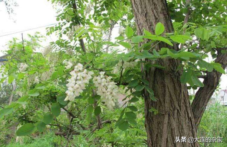 大连市有什么植物