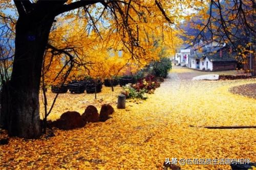 桂林哪里可以欣赏银杏？