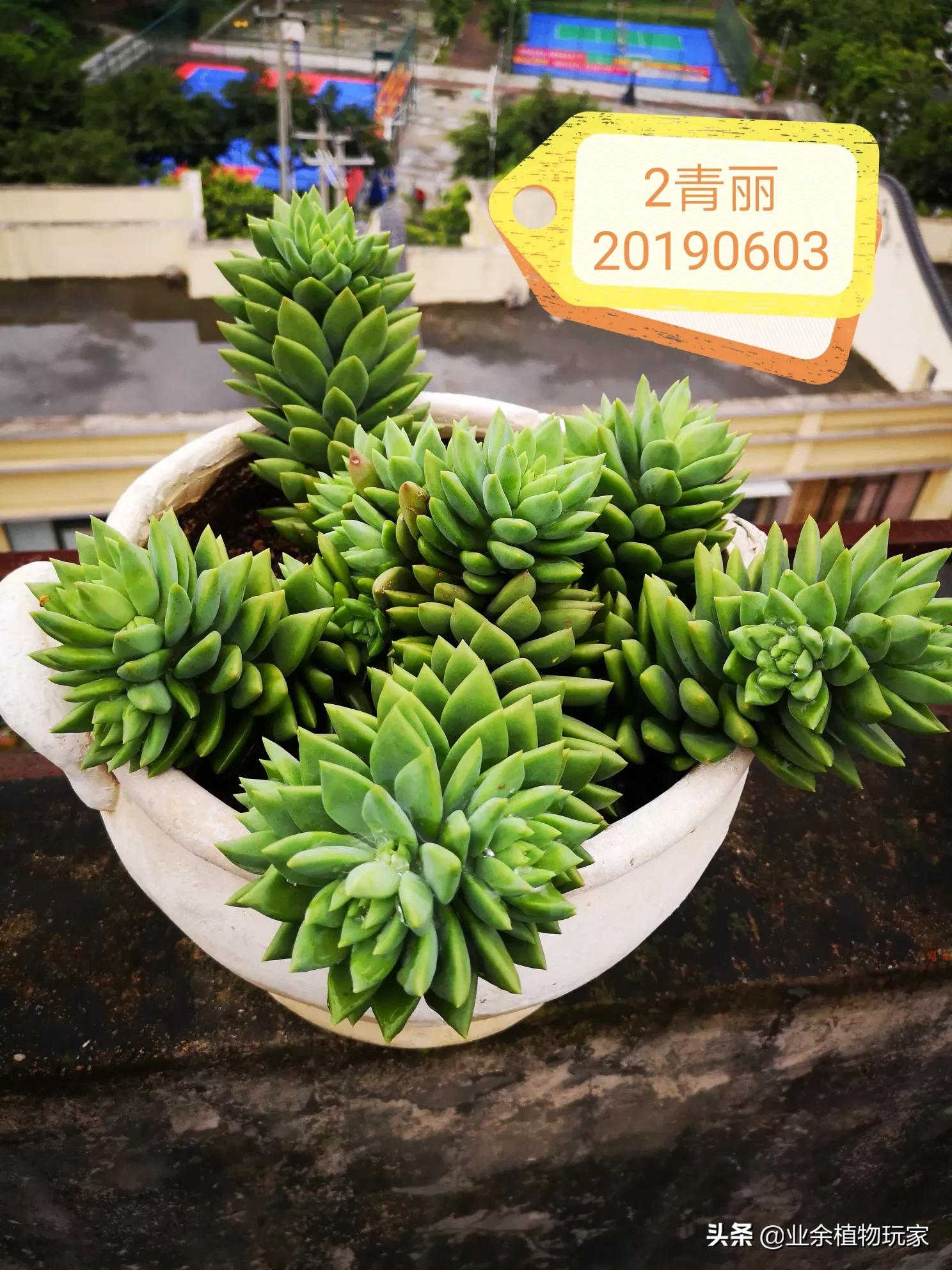 厦门市有多少树种种植