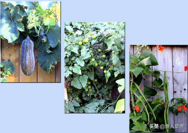 海外生活菜园图片大全，海外生活菜园图片大全大图
