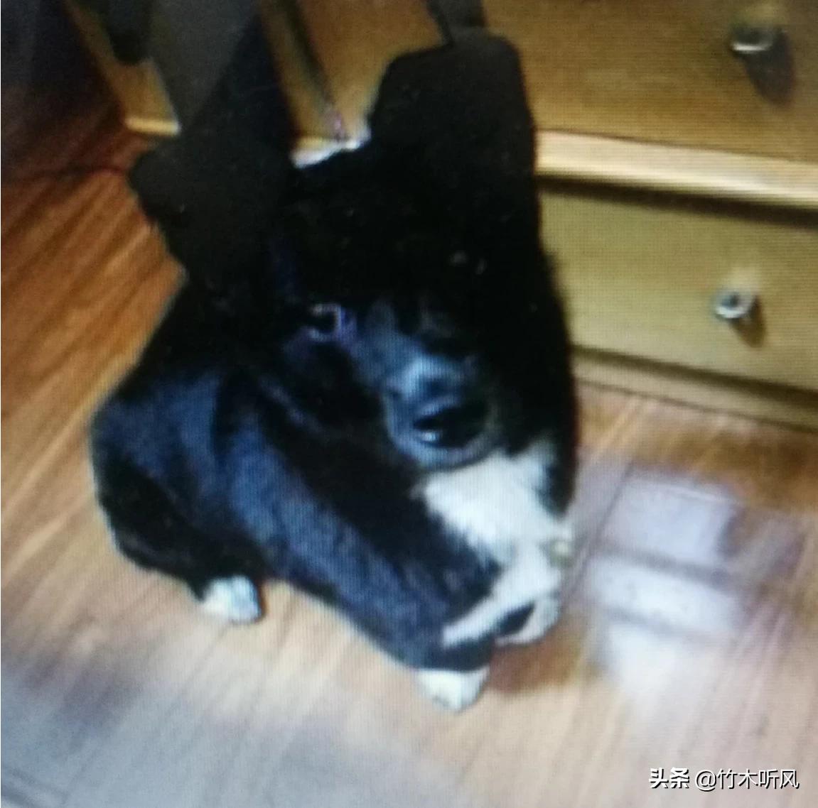 [男童被犬只撕咬下体]烈性犬繁衍方式？