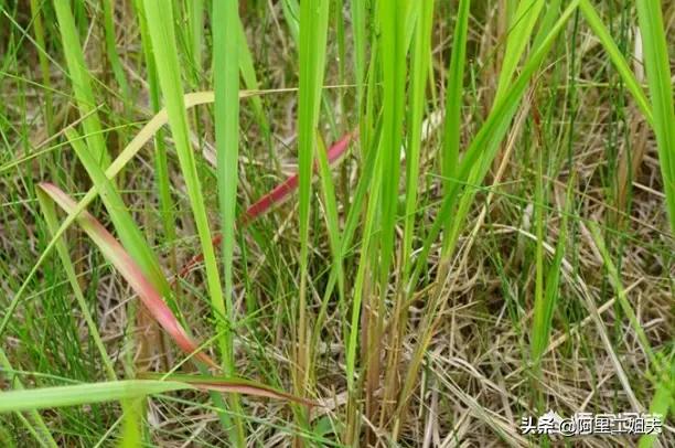 黄毛汽车报价,黄毛车多少钱