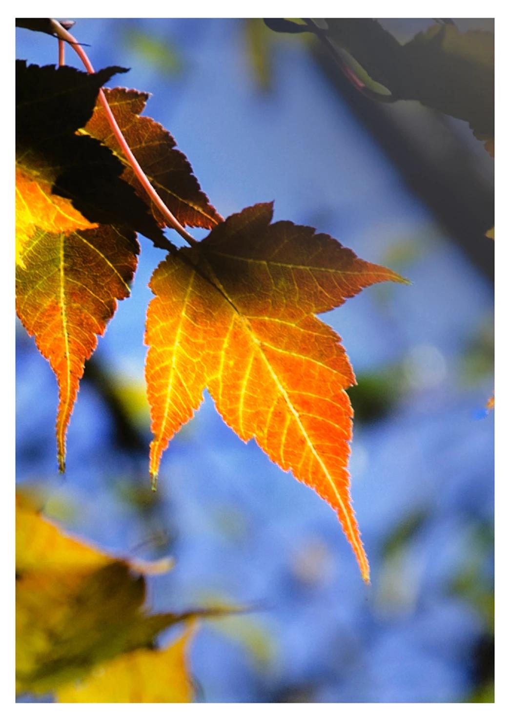 [秋天有什么]秋天的事物都有哪些？