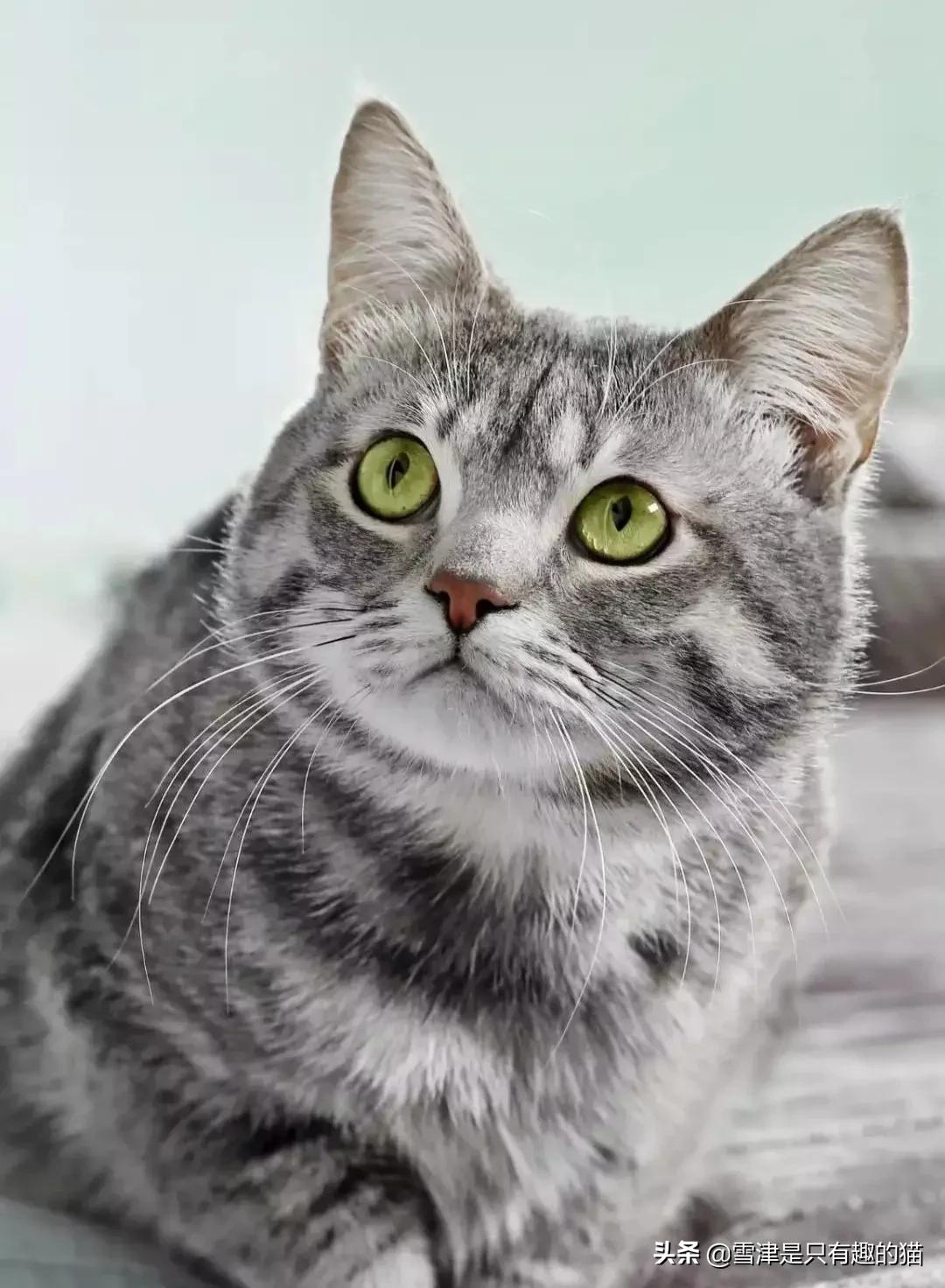 麻烦猫在海外生活英文翻译，麻烦猫在海外生活英文翻译怎么写