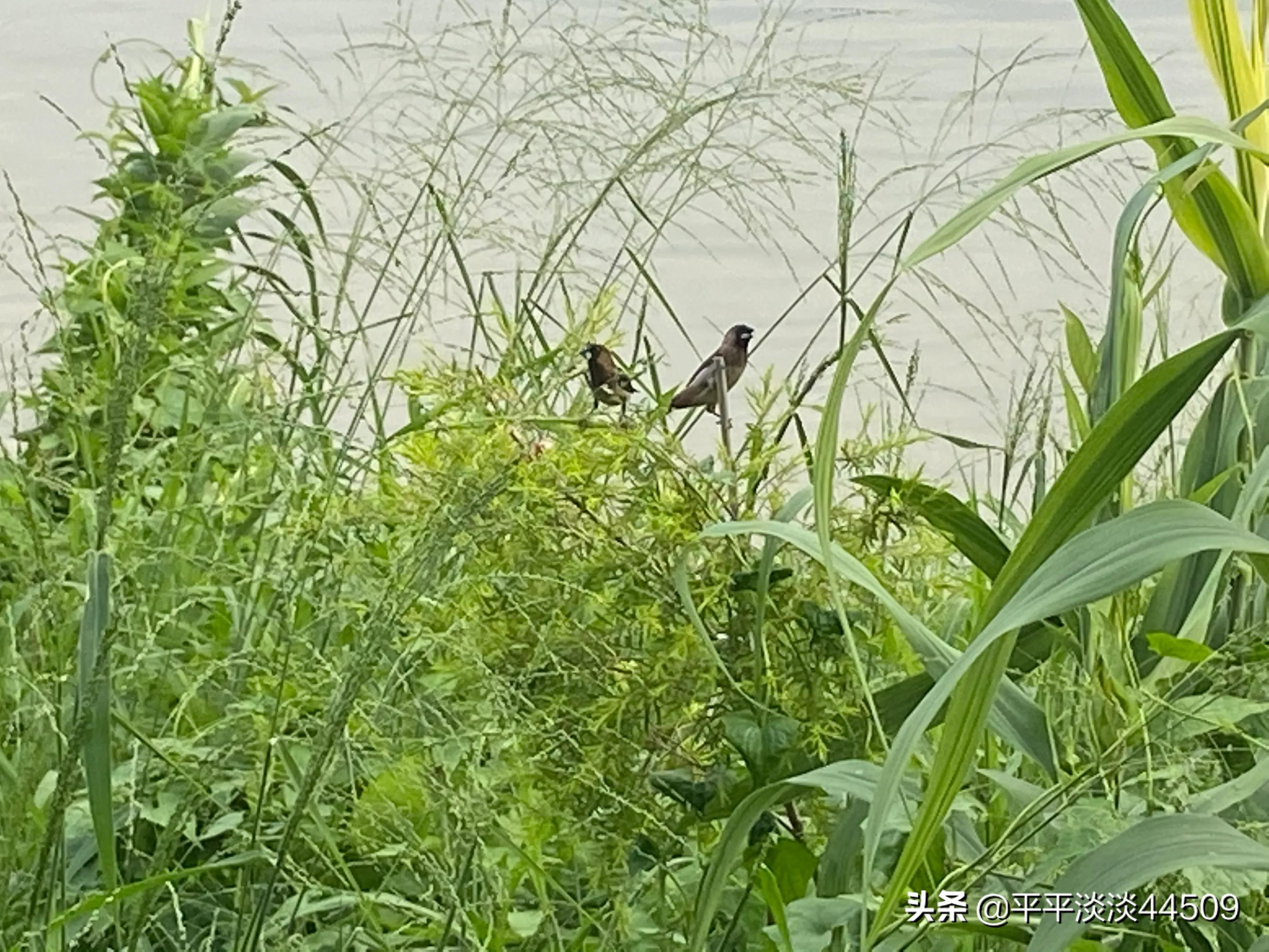 野餐后不带走垃圾
