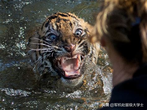 在动物园被老虎咬伤（为什么小老虎被母虎咬着不会动？）