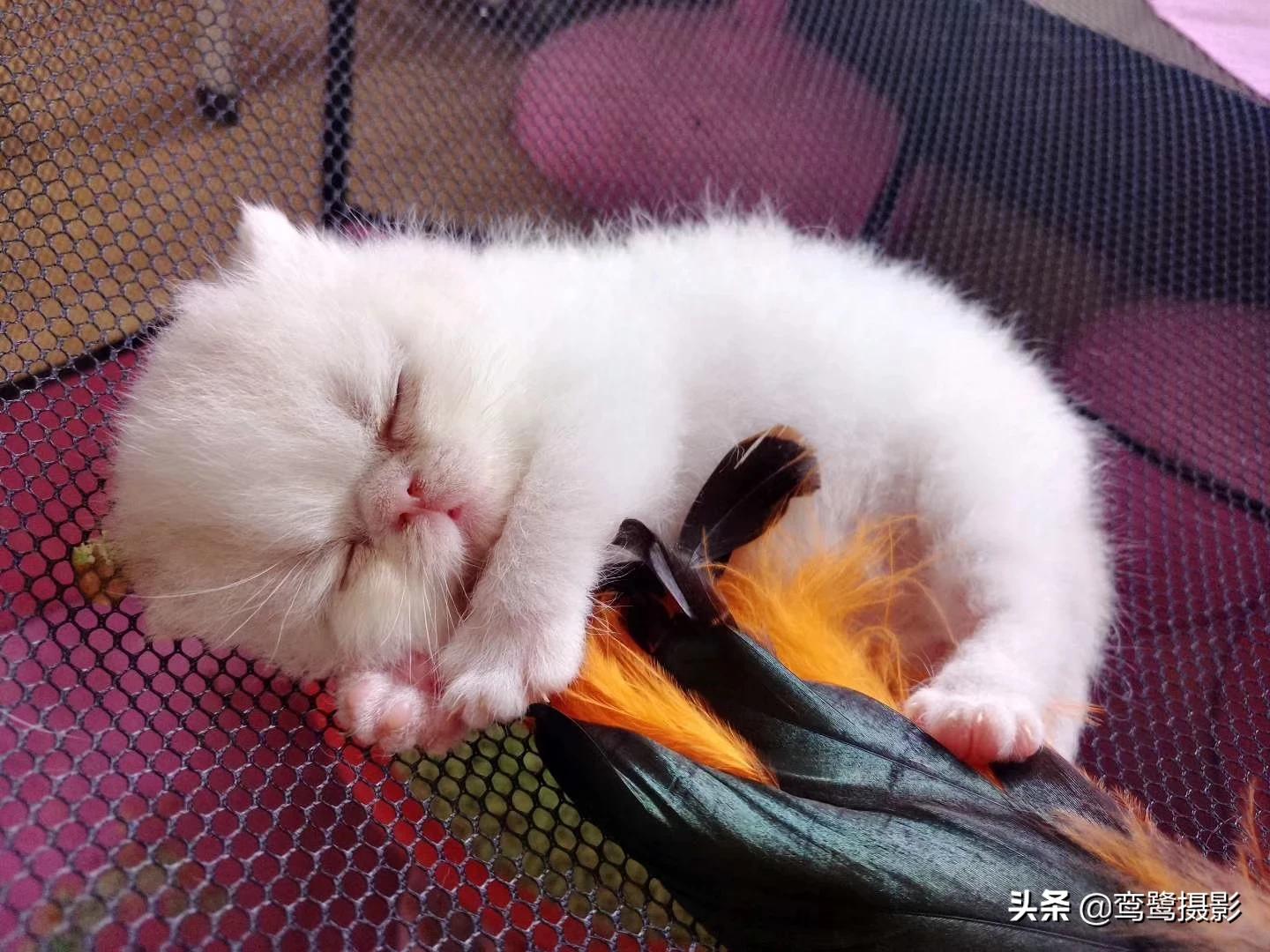 海外生活如何拍，海外生活如何拍视频赚钱