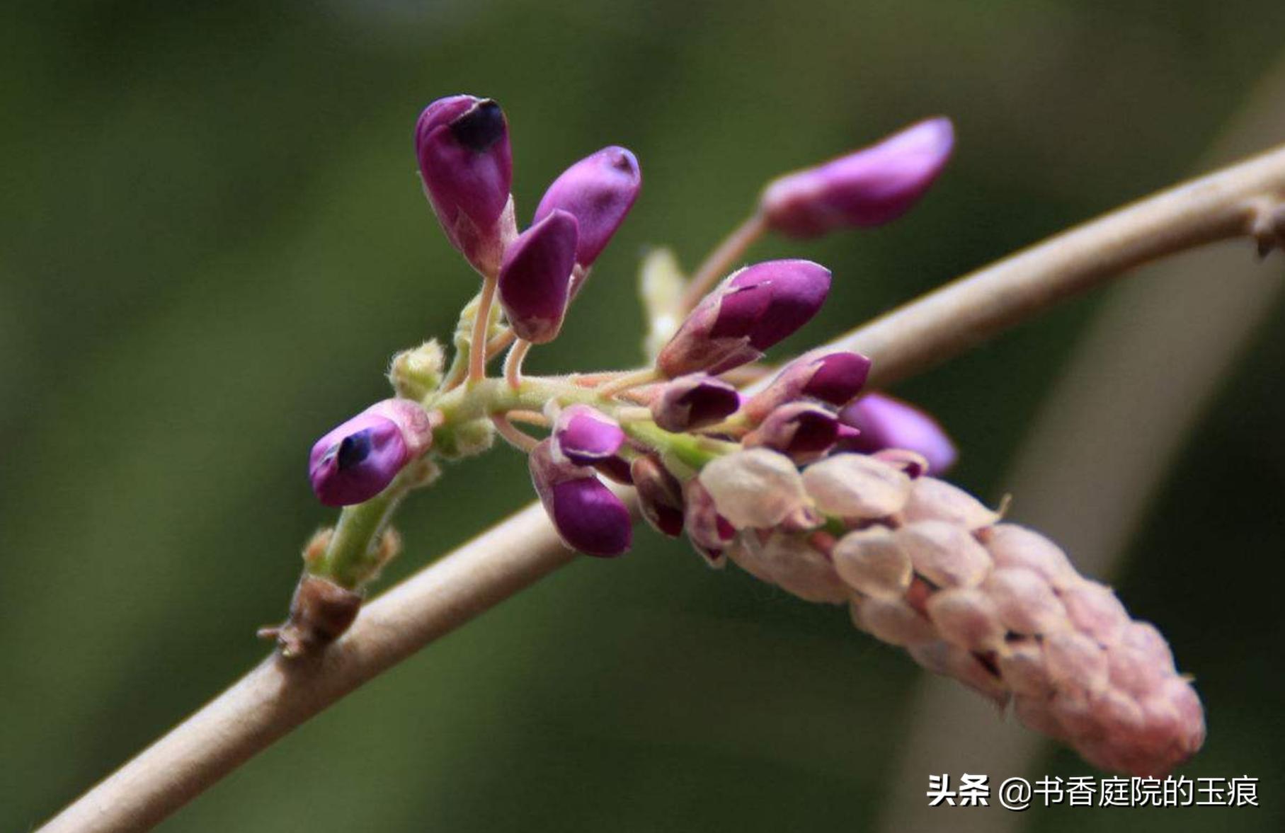 紫藤图片紫藤图片大全大图