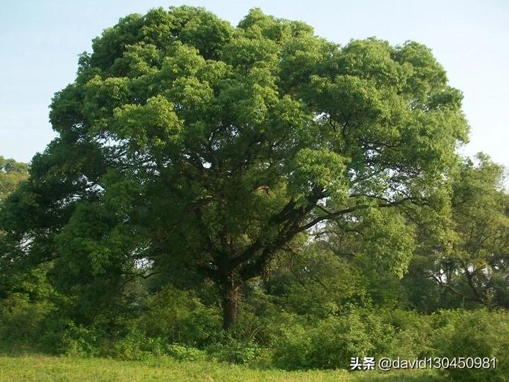 武汉市绿化用的什么树型