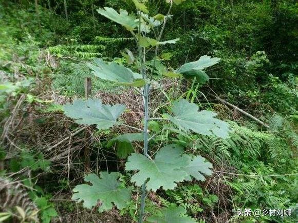 黔南网络营销排名前十,我家在贵州黔南大深山里,山里有很多中草药,请问怎么销售?