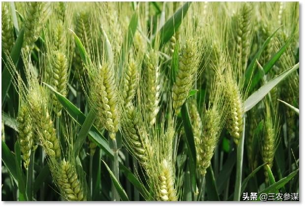 河南省小麦品种哪个最好