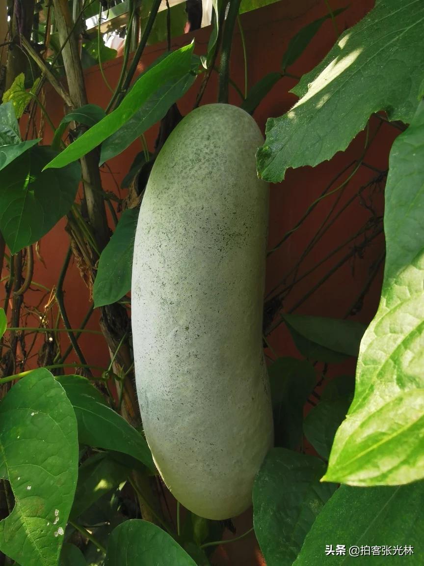 夏天的图片夏天的图片大自然风景