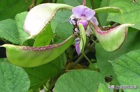 美妆好物豆贴
