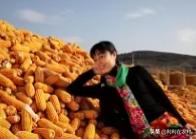 现在大连市种植什么菜