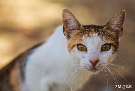 猎人荒野的呼唤怎么找动物？