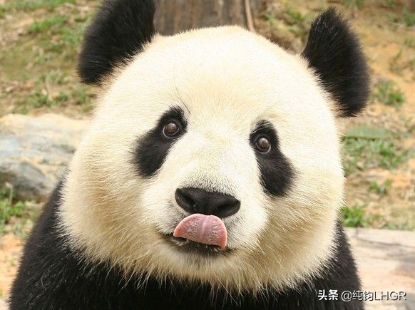 国宝的海外生活，在海外的国宝