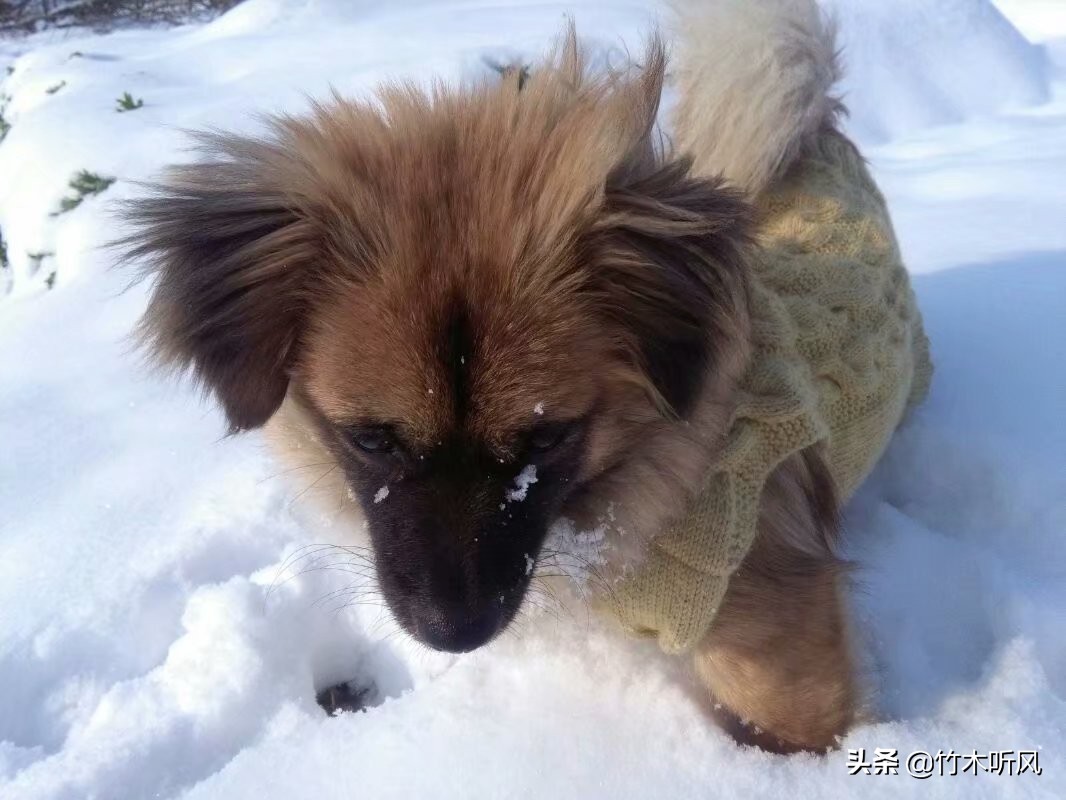 男童被犬只撕咬下体