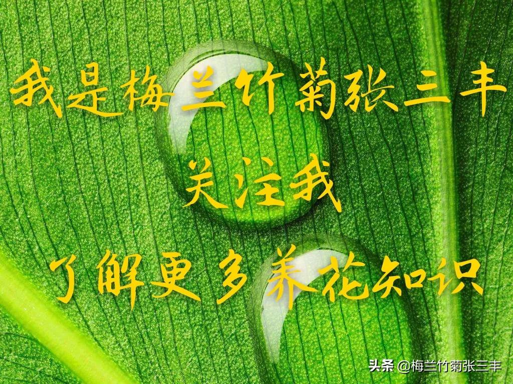 长沙用植物命名的路？