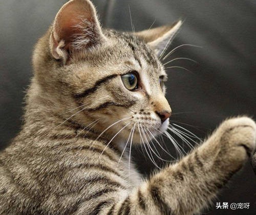 动物园老虎咬死猫（把一只成年狸花猫和一只两个月的小老虎关在一个笼子里，会怎样？为何？）