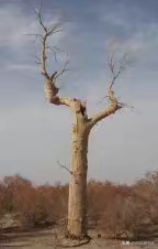 英雄树英雄树指的是什么树 英雄树英雄树指的是什么树