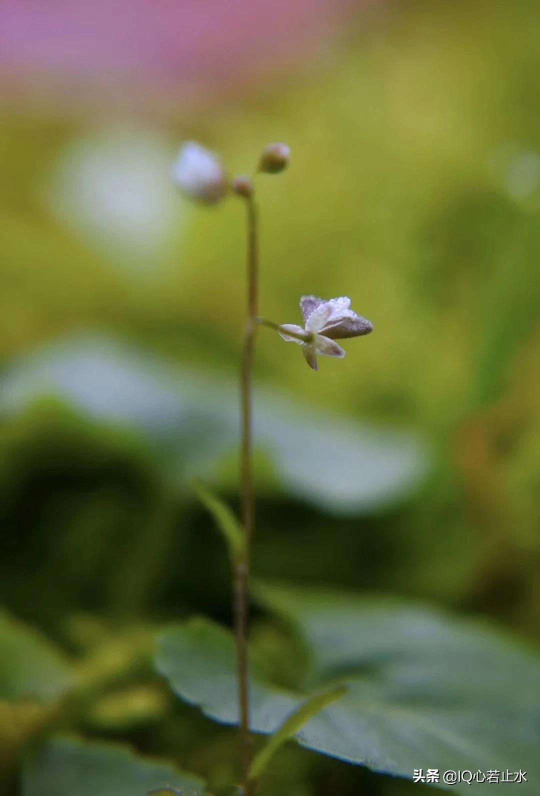 婚姻网站制作奶茶视频,你觉得刘强东和奶茶的婚姻还能维持下去吗?你如何看待他的致歉?