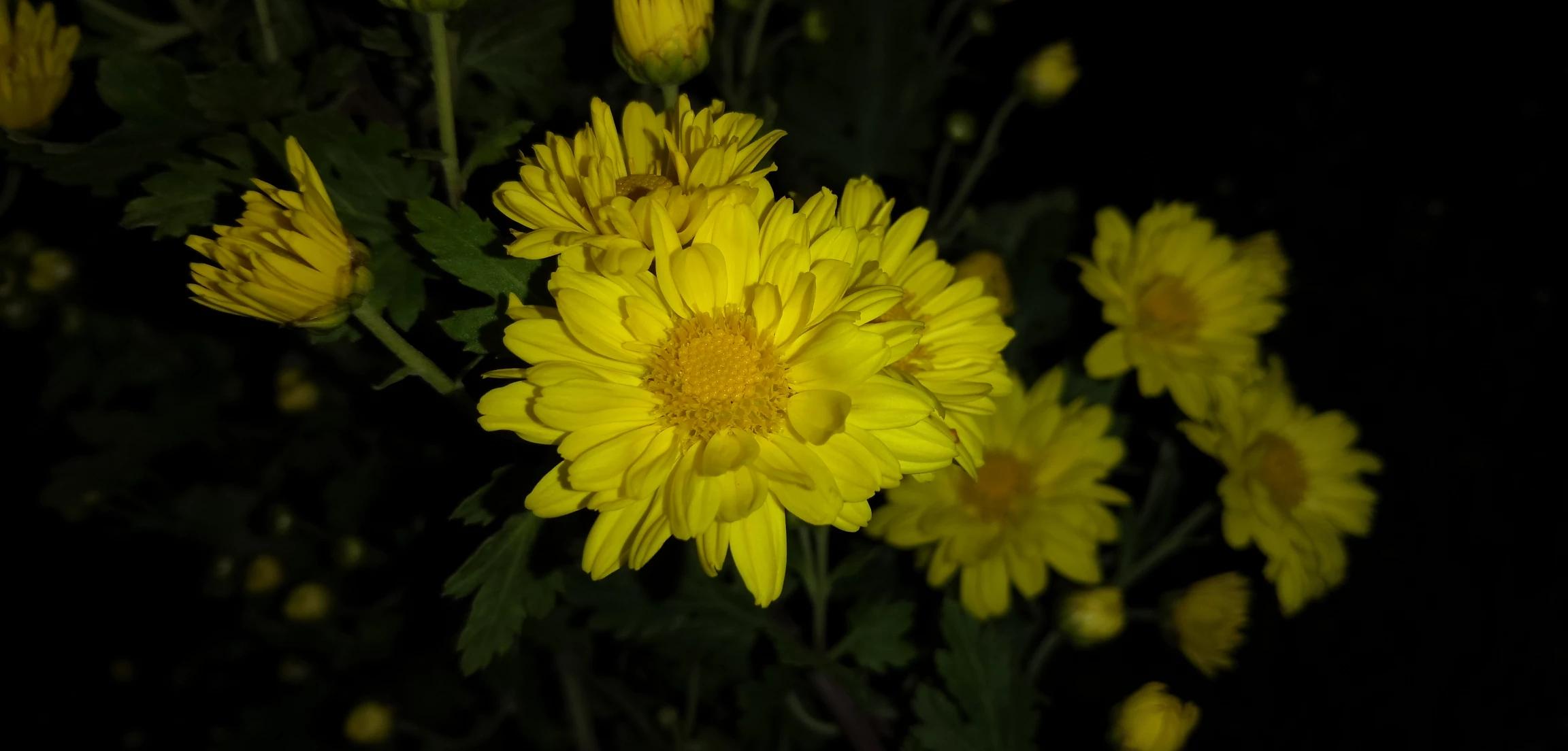 沈阳世博园菊花开放时间？