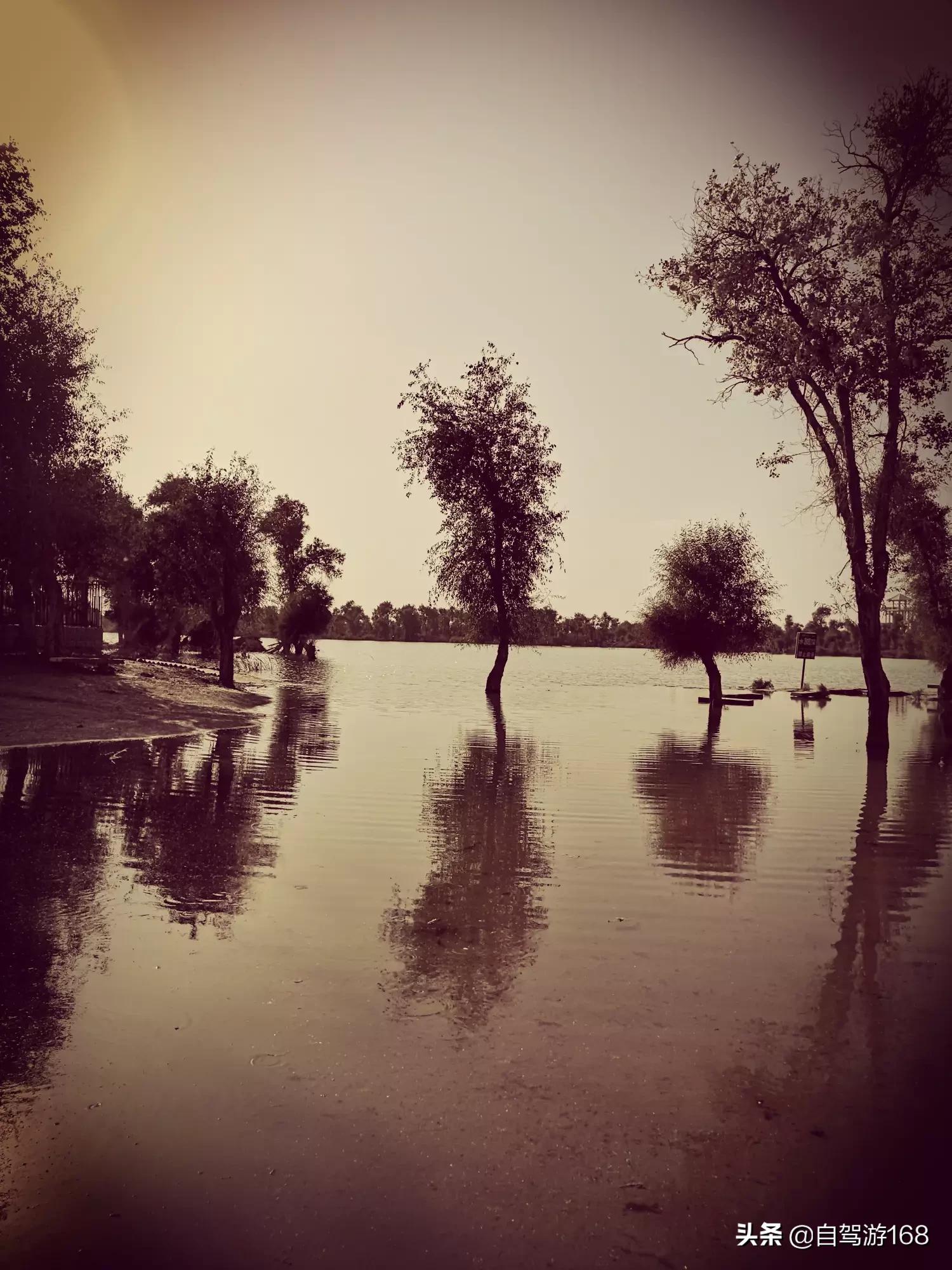 英雄树英雄树指的是什么树