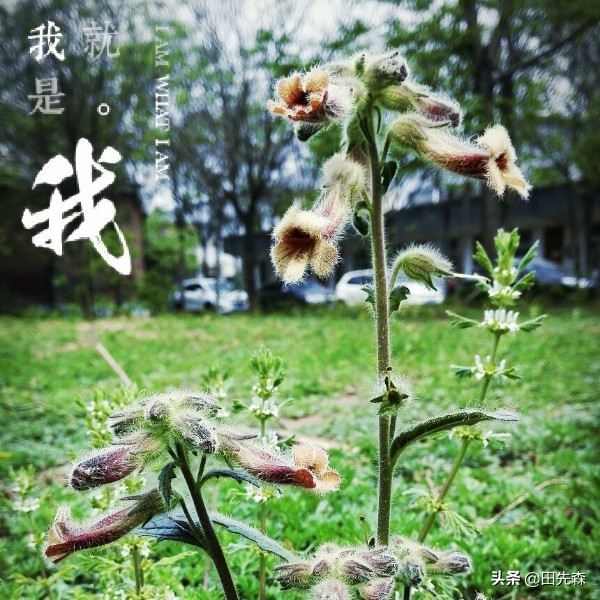 定焦头定焦头和变焦头的区别 定焦头定焦头和变焦头的区别