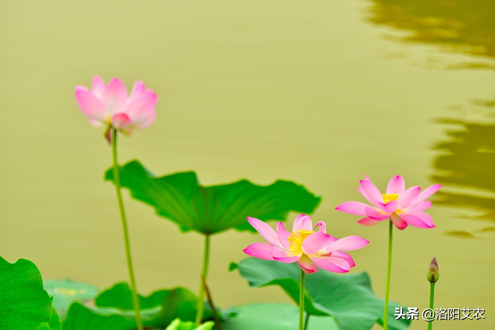 尼康d850（尼康d850深度评测？）