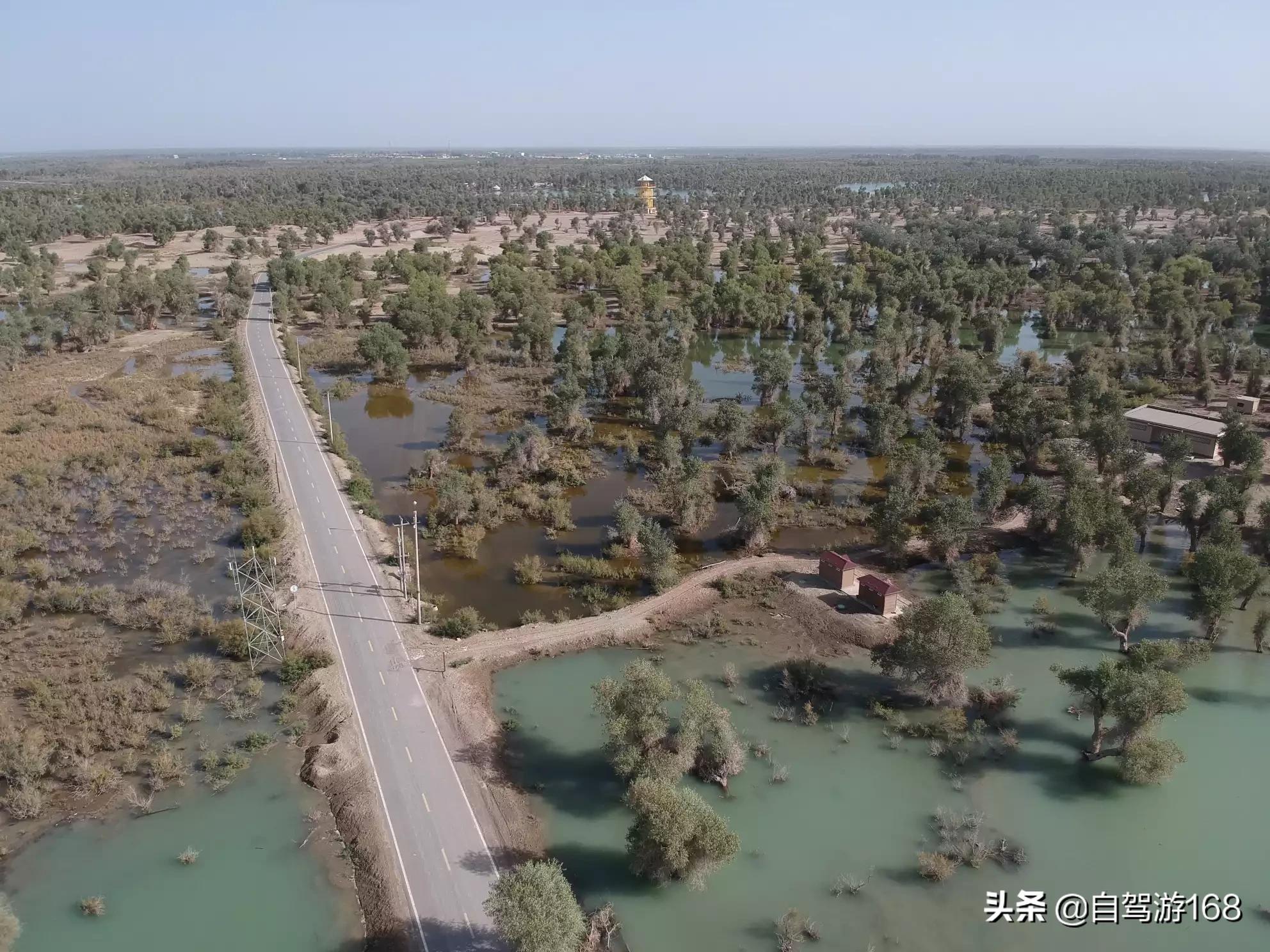 英雄树英雄树指的是什么树 英雄树英雄树指的是什么树