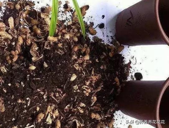 使用花生壳搭建网站