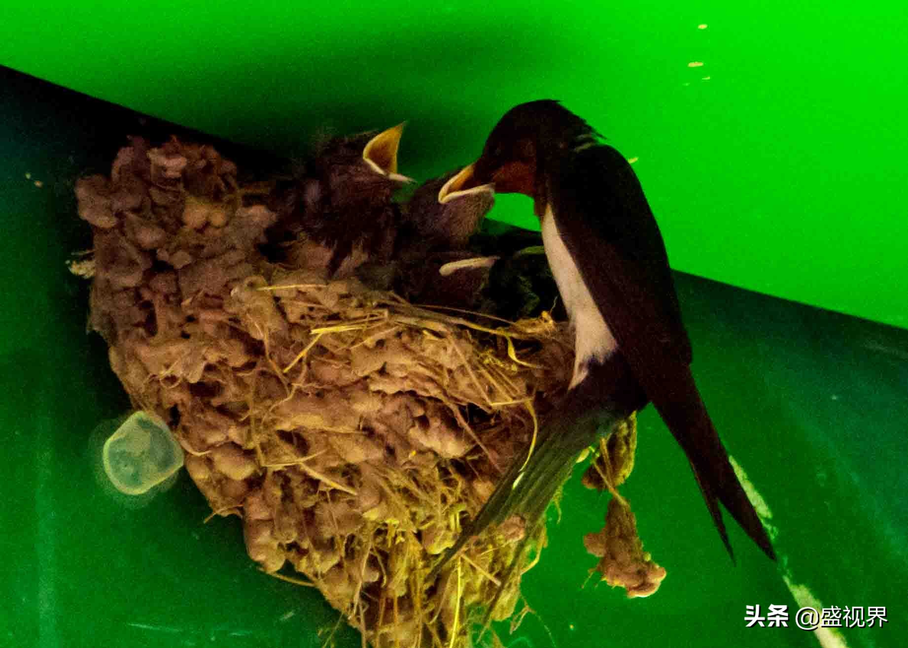 燕子的图片燕子的图片真实照片